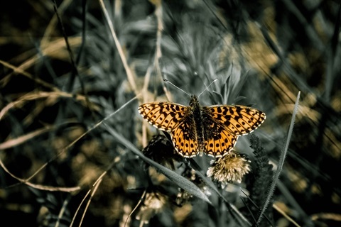 butterfly