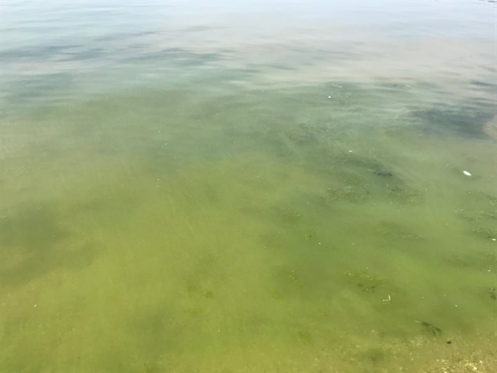 Baluwalg Surfstrand Almere haven - 24 juli